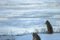 Coyotes